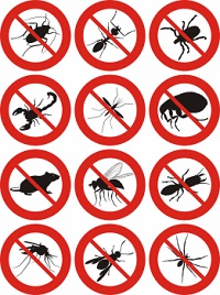 Pest Control, Exterminator, Termite Control, Bat Removal, Ant Removal