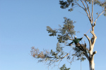 Tree Service, Tree Care,Tree Care Service, Tree Contractor, Tree Relocation Service