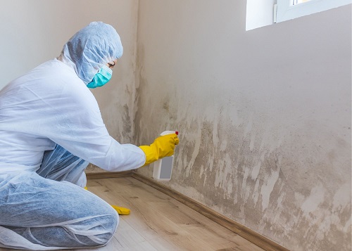 Seattle Mold Removal